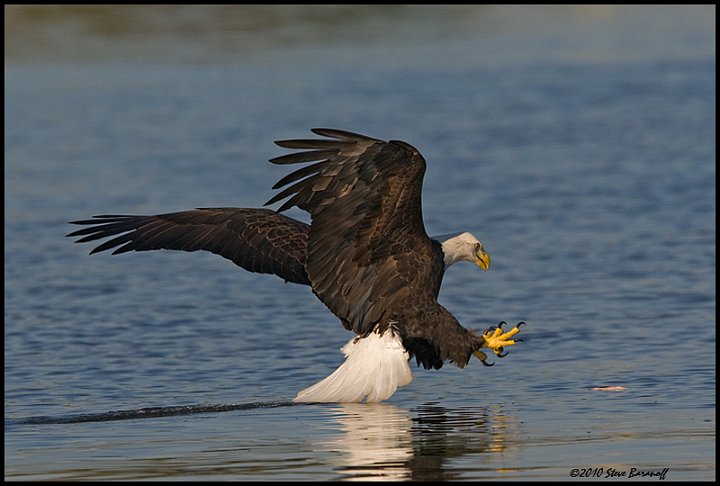 _0SB8951 american bald eagle.jpg